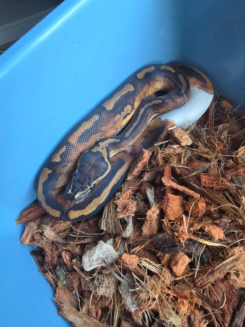 Pied het albino