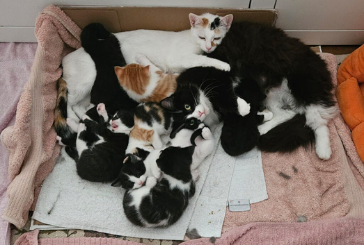 8 lovely kittens