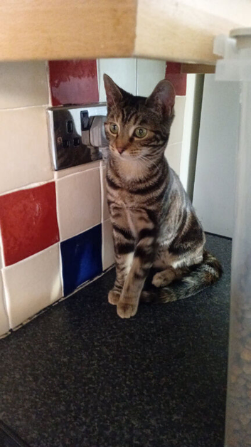 3 female cats for rehoming due too no fault of there own