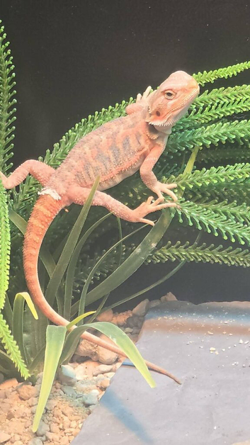 Red hypo bearded dragon