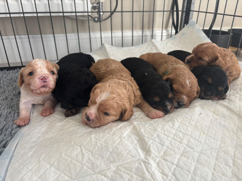 F1B Cavachon Puppies