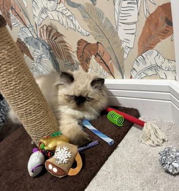Himalayan beautiful Persian kitten boy