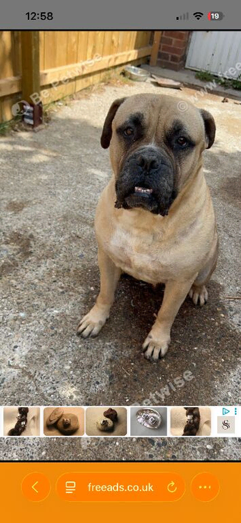 Bullmastiff