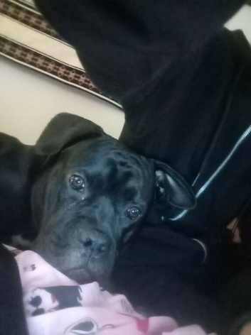 Caine corso pup