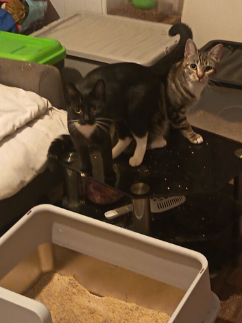 Two sisters
