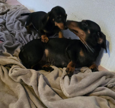 Miniature dachshund