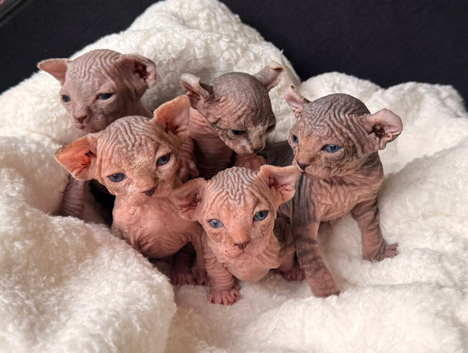 Beautiful Elf Spyhnx Kittens
