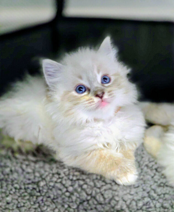 Ragdoll Kittens