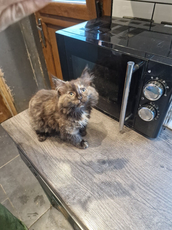 Main Coon x Russian Blue Kittens