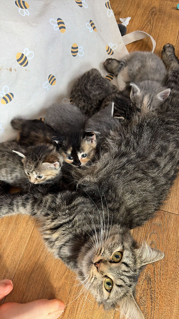 Half Siberians