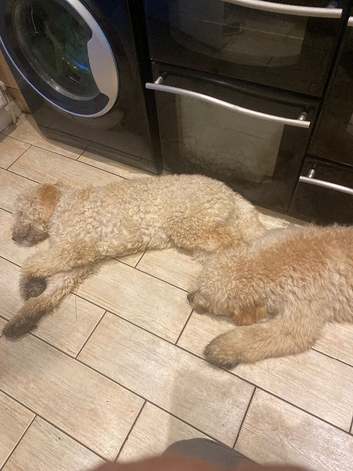Two goldendoodles