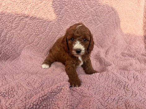 Adorable f1b cavapoo puppies