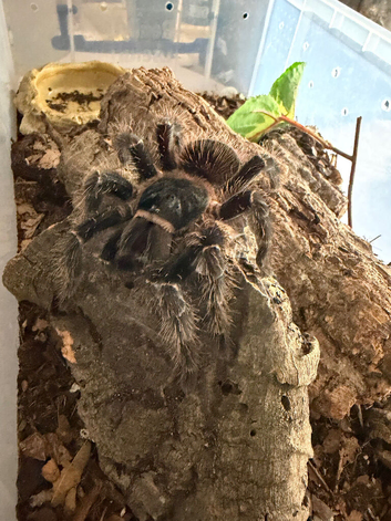 Sub adult male