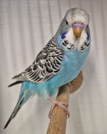 Baby sky blue budgie
