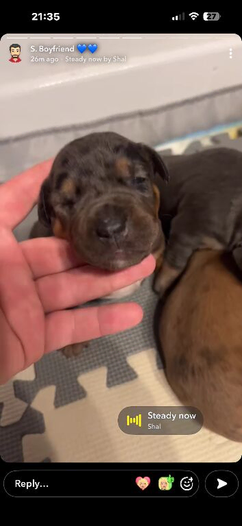 Puppies for sale