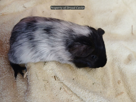 Female and male guinea pigs