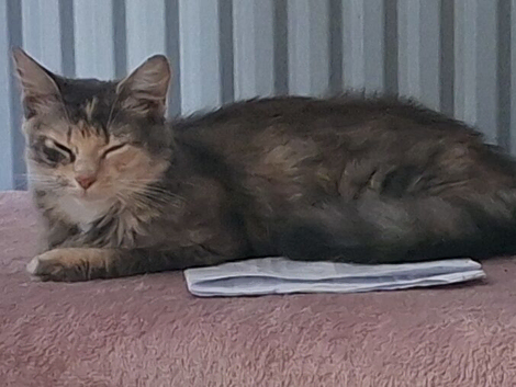 Beautiful female cat