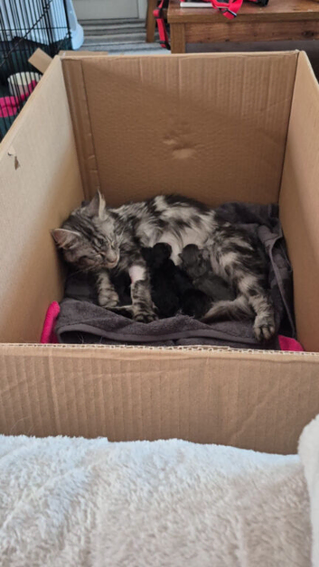 4 maine Coon cross kittens