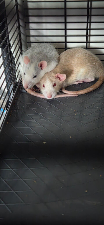 2 female rats and cage