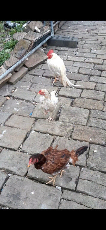 5chickens