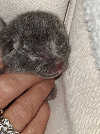 Russian blue babies. Only 2 remaining