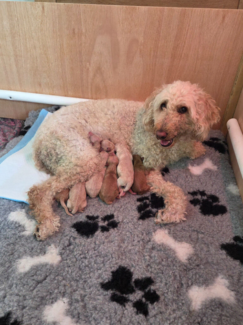 Multigeneration Labradoodle puppies