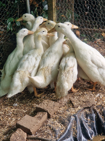 White Campbell x ducklings