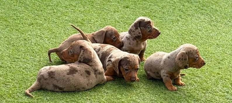 STOP SCROLLING! ADORABLE DACHSHUND PUPPIES AVAILABLE