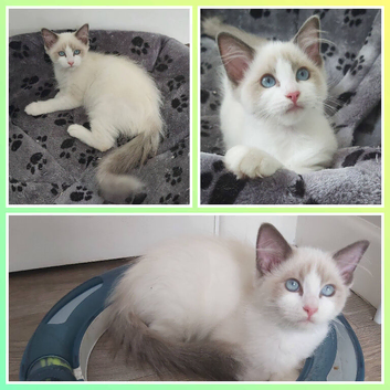 RAGDOLLS GIRL BICOLOUR BLUE EYES READY NOW!