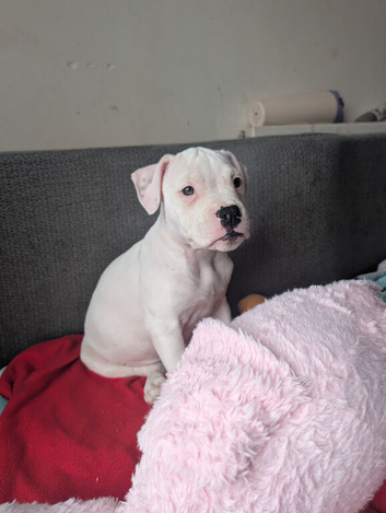 Female Johnson American Bulldog