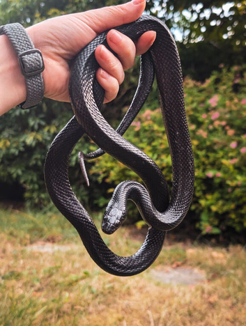 Mexican black kingsnake female, friendly and 3ft vivarium