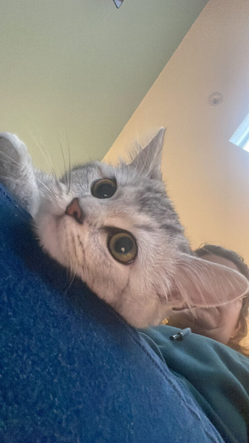 Beautiful girl is looking for her new. Forever home