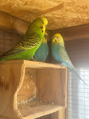 3 Budgies, 2 cocks and one hen &pound;70 for all 3 or &pound;30 per bird