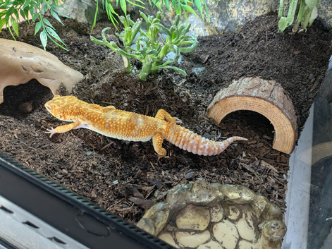 Tangerine Mix Hybino Leopard Gecko