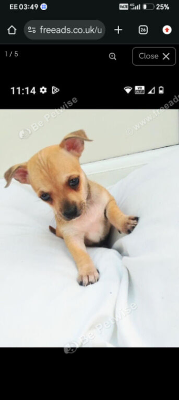 chihuahua loves cats and kids