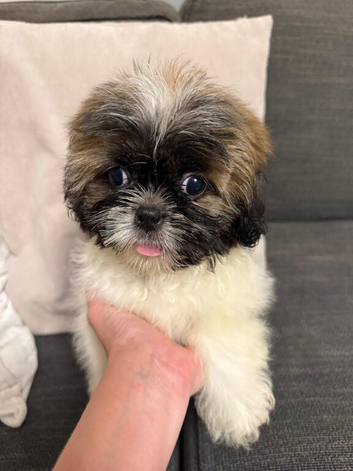 SHIH TUZ  PUPPIES full breed