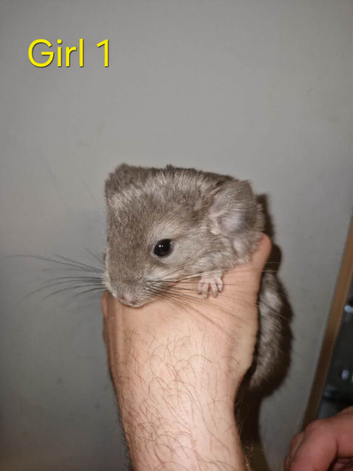1 Female Chinchilla Kit Left