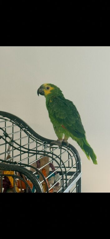 10 month old blue fronted Amazon
