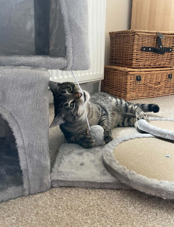 Mochi looking for a forever home ️