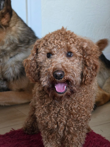 Male Cavapoo 2years old