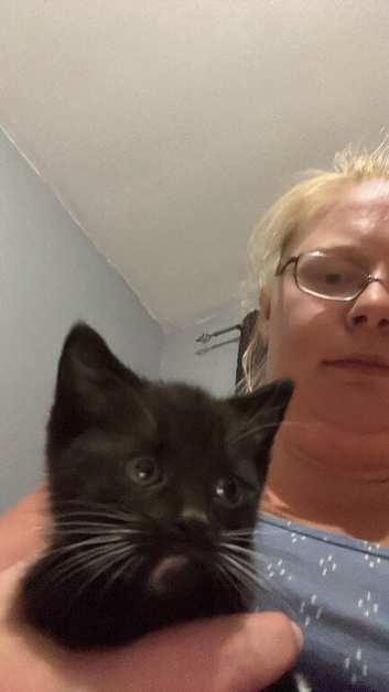 2 black and white kittens