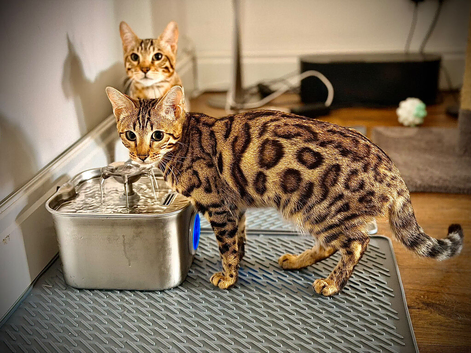 Two Bengal twins kittens