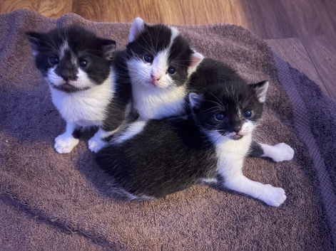 Adorable kittens looking for their forever homes
