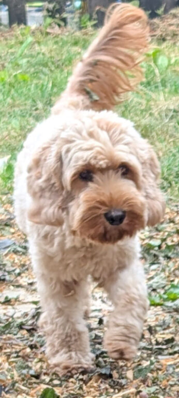 Ginger, female cockapoo (Reserved)
