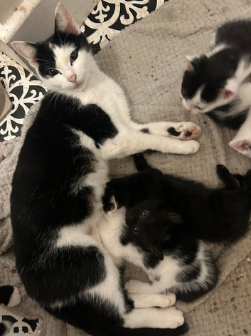 5 kittens ready now