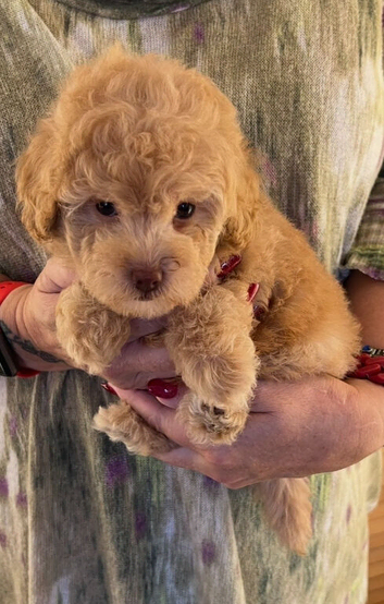 READY NOW!!!  Stunning Labradoodles (Miniature) From Health tested parents