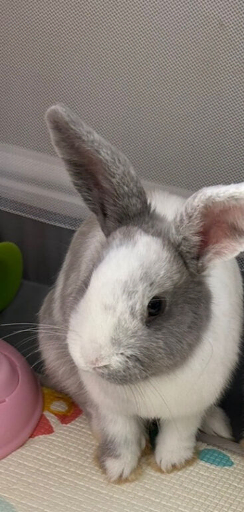 Female rabbit for rehoming.