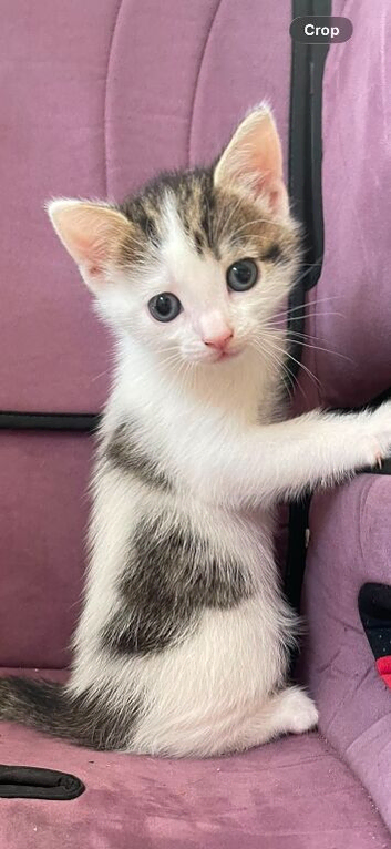 2x girl. 2x boy kittens