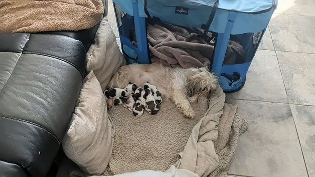 Shih tzu puppies