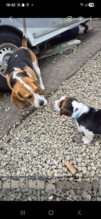 Boy beagle puppy